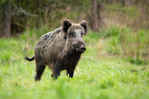 USPS Unveils Year of the Boar Forever Stamp | Shipping School