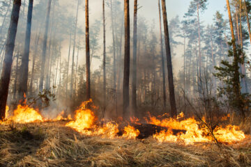 Australia Fires