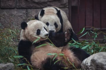 FedEx Panda Express bringing giant pandas back to Washington, D.C.